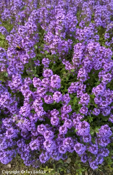 Thymus serpyllum, kangasajuruoho 